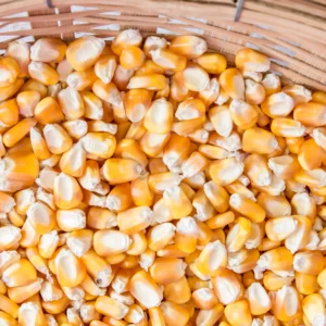 Corn (Maize)