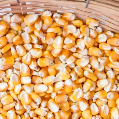 Corn (Maize)