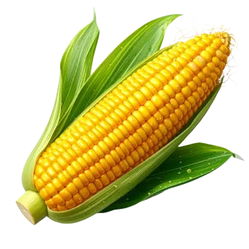 Corn (Maize)