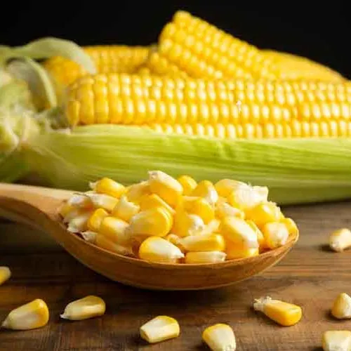 Corn (Maize)