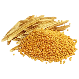 Yellow Mustard Seeds